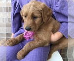 Small Photo #3 Goldendoodle Puppy For Sale in WOODBURN, IN, USA