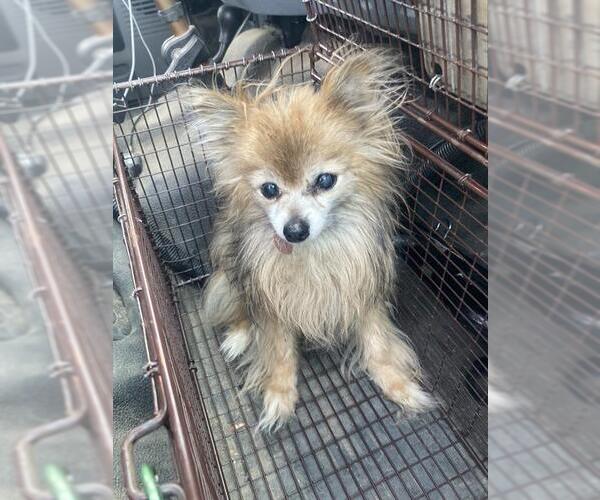 Medium Photo #1 Pomeranian Puppy For Sale in Bakersfield, CA, USA