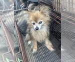 Small Pomeranian