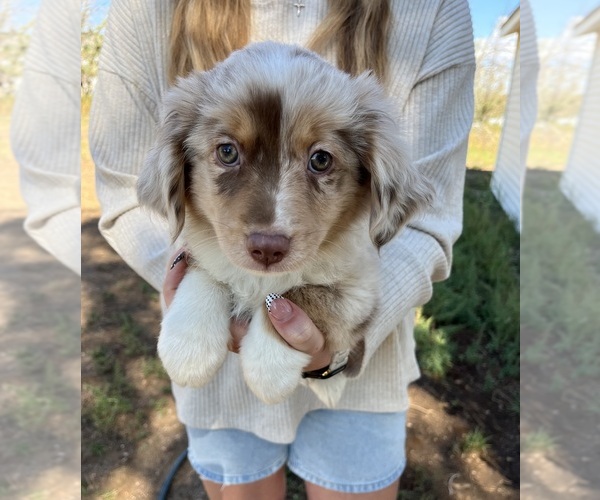 Medium Photo #1 Miniature Australian Shepherd Puppy For Sale in PIERCE, CO, USA