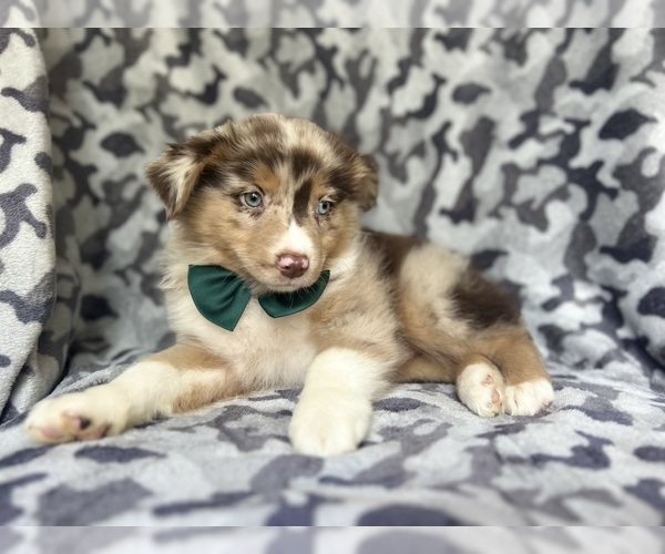 Medium Photo #2 Miniature Australian Shepherd Puppy For Sale in LAKELAND, FL, USA