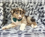 Small #1 Miniature Australian Shepherd