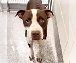 Small #2 American Pit Bull Terrier