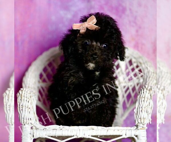 Medium Photo #120 Poodle (Miniature) Puppy For Sale in WARSAW, IN, USA