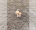 Small Photo #7 Poodle (Toy) Puppy For Sale in SACHSE, TX, USA