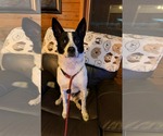 Small #2 Australian Shepherd Mix