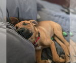 Small #4 Mutt