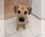 Small #1 Siberian Husky Mix
