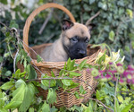 Small #5 Belgian Malinois