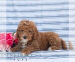 Small #4 Goldendoodle (Miniature)