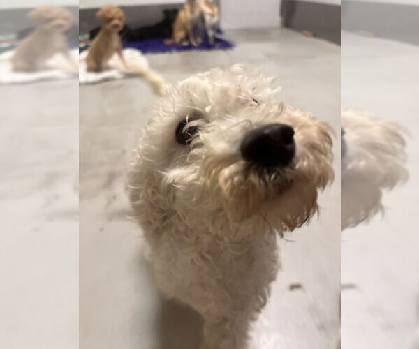 Medium Photo #1 Poodle (Miniature) Puppy For Sale in Studio City, CA, USA