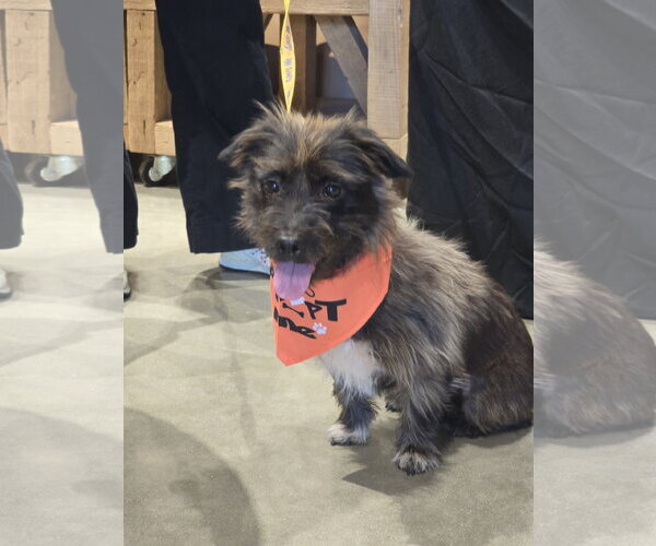 Medium Photo #1 Mutt Puppy For Sale in Rosenberg, TX, USA