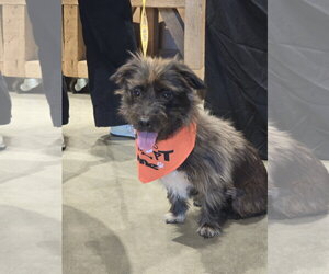 Mutt Dogs for adoption in Rosenberg, TX, USA
