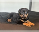 Small #3 Rottweiler