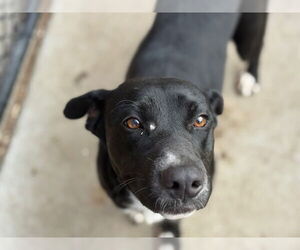 Labrador Retriever-Unknown Mix Dogs for adoption in Tulsa, OK, USA