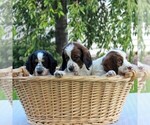 Small Photo #2 English Springer Spaniel Puppy For Sale in BIRD IN HAND, PA, USA