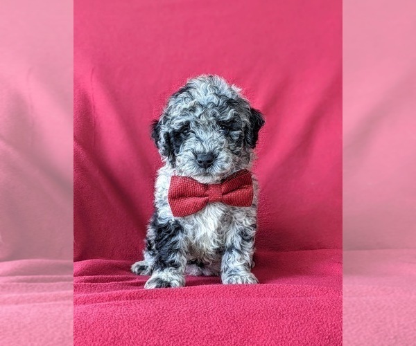 Medium Photo #3 Sheepadoodle Puppy For Sale in GLEN ROCK, PA, USA