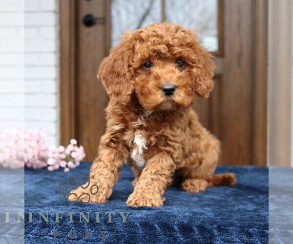 Medium Photo #2 Cavapoo (Miniature) Puppy For Sale in NARVON, PA, USA