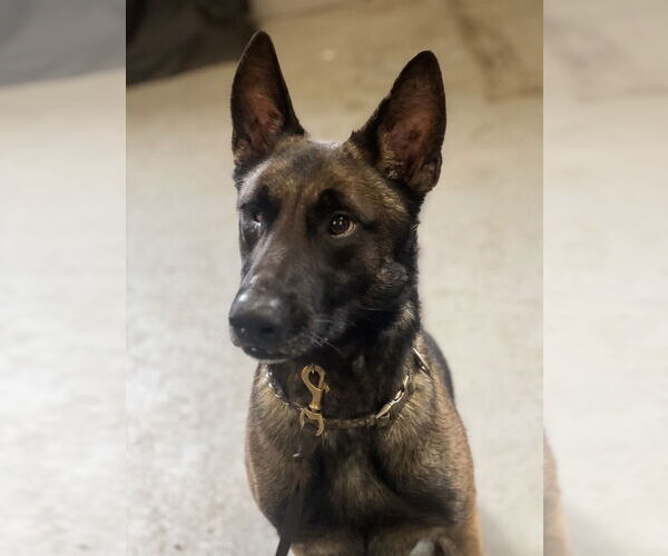 Medium Photo #6 Mutt Puppy For Sale in Dana Point, CA, USA