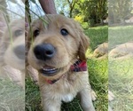 Small Photo #18 Golden Retriever Puppy For Sale in BATTLE GROUND, WA, USA