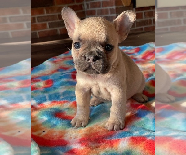 Medium Photo #2 French Bulldog Puppy For Sale in CONYERS, GA, USA