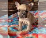 Small Photo #2 French Bulldog Puppy For Sale in CONYERS, GA, USA