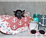 Puppy Peanut Chihuahua