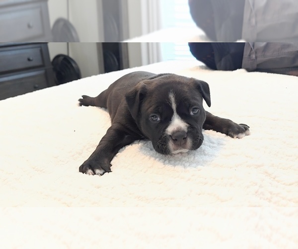 Medium Photo #4 American Bully Puppy For Sale in PADUCAH, KY, USA