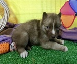 Small Photo #19 Siberian Husky Puppy For Sale in DEARBORN, MO, USA