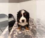 Puppy Penny Bernese Mountain Dog