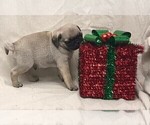 Small Photo #2 Pug Puppy For Sale in BRIDGEWATER, VA, USA