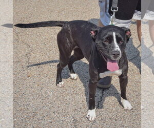 Baby - Female American Bulldog-American Staffordshire Terrier Mix Dog for Adoption - Photo #4