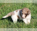 Small Photo #54 Goldendoodle Puppy For Sale in HOWARD CITY, MI, USA
