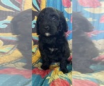 Small #1 Bernedoodle