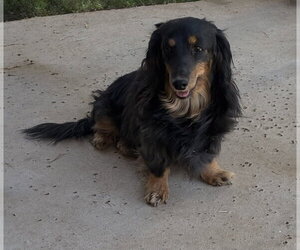 Dachshund Dogs for adoption in Hesperia, CA, USA