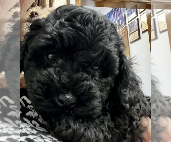 Medium Photo #1 Poodle (Toy) Puppy For Sale in MADISON, FL, USA