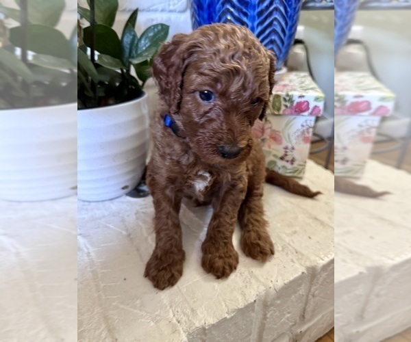 Medium Photo #9 Goldendoodle Puppy For Sale in CINCINNATI, OH, USA
