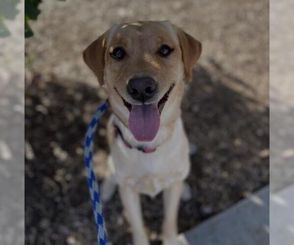 Medium Photo #3 Labrador Retriever Puppy For Sale in San Diego, CA, USA