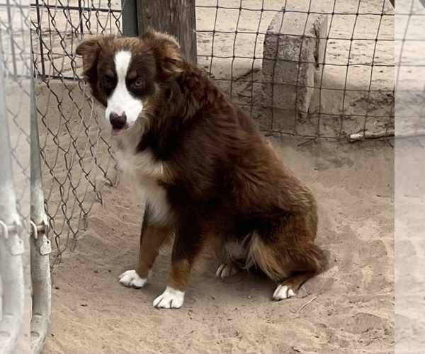 Medium Photo #17 Miniature Australian Shepherd Puppy For Sale in FORT MORGAN, CO, USA