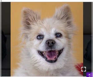 Pomeranian-Unknown Mix Dogs for adoption in San Diego , CA, USA
