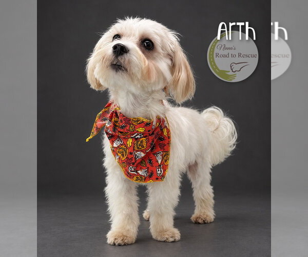 Medium Photo #2 Maltese Puppy For Sale in Benton, LA, USA