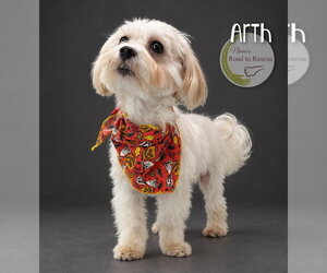 Arth - Male Maltese Dog for Adoption - Photo #2