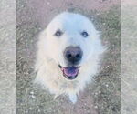 Small #3 Great Pyrenees Mix