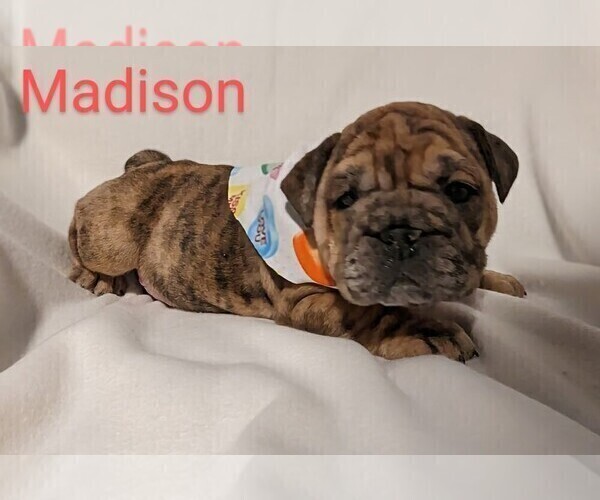Medium Photo #5 Bulldog Puppy For Sale in GREEN FOREST, AR, USA