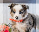 Small #3 Miniature Australian Shepherd