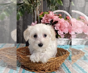 Cotonese Puppy for sale in CANOGA, NY, USA