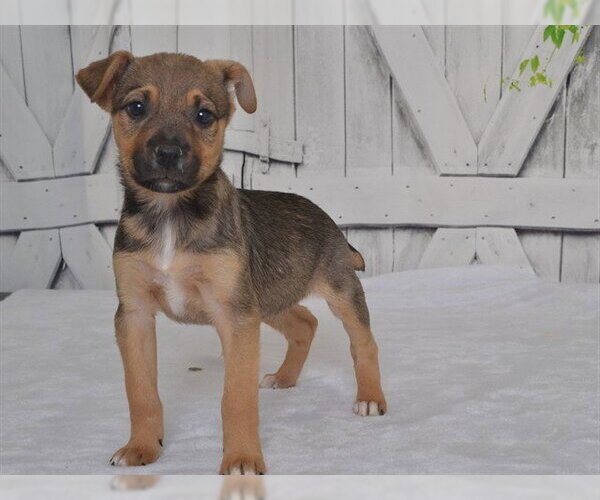 Medium Photo #1 Catahoula Leopard Dog-Unknown Mix Puppy For Sale in Oroville, CA, USA