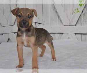 Catahoula Leopard Dog-Unknown Mix Dogs for adoption in Oroville, CA, USA