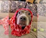 Small #18 American Pit Bull Terrier Mix