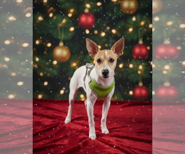 Medium Photo #1 Jack Russell Terrier Puppy For Sale in Sanderson, FL, USA